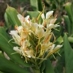 عطر ادکلن جسیکا باد پرفیومز - Jessica Bud Parfums - بررسی، قیمت و خرید