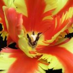 عطر ادکلن جزبل باد پرفیومز - Jezebel Bud Parfums - بررسی، قیمت و خرید