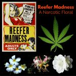 عطر ادکلن ریفر مدنس ایتِر آرتس پرفیوم - Reefer Madness Aether Arts Perfume - بررسی، قیمت و خرید