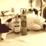 عطر ادکلن جینجر برد لاته بَث اَند بادی وُرکس - Gingerbread Latte Bath & Body Works - بررسی، قیمت و خرید