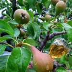 عطر ادکلن اِنچَنتِد شوپارد - Enchanted Chopard - بررسی، قیمت و خرید