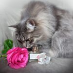 عطر ادکلن فرست دیت آف ترکیش رز ایوان - First Date Of Turkish Rose Avon - بررسی، قیمت و خرید