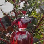 عطر ادکلن دلیسس د کارتیر او دو پرفیوم کارتیر - Delices De Cartier Eau de Parfum Cartier - بررسی، قیمت و خرید