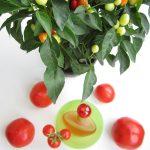 عطر ادکلن دسپریت هاوز وایوز فوربیدن فروت کوتی - Desperate Housewives Forbidden Fruit Coty - بررسی، قیمت و خرید