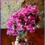 عطر ادکلن بلومارین رزا بلومارین - Blumarine Rosa Blumarine - بررسی، قیمت و خرید