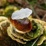 عطر ادکلن هیسطور دَموغ اوبوسون - Histoire D'Amour Aubusson - بررسی، قیمت و خرید