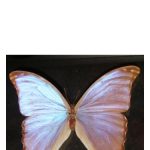 عطر ادکلن باترفلای باد پرفیومز - Butterfly Bud Parfums - بررسی، قیمت و خرید