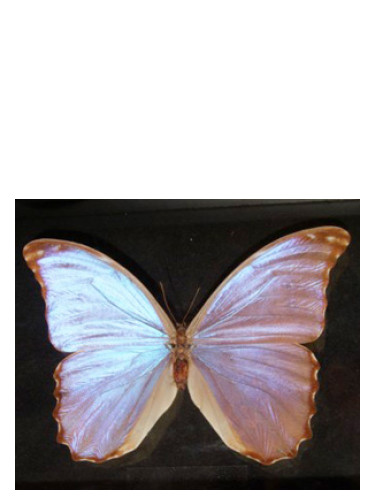 عطر ادکلن باترفلای باد پرفیومز - Butterfly Bud Parfums - بررسی، قیمت و خرید