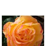 عطر ادکلن گنوسیس باد پرفیومز - Gnosis Bud Parfums - بررسی، قیمت و خرید