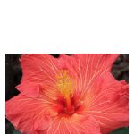عطر ادکلن او لا لا باد پرفیومز - Ooh La La Bud Parfums - بررسی، قیمت و خرید