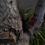 عطر ادکلن گوچی گیلتی عود گوچی - Gucci Guilty Oud Gucci - بررسی، قیمت و خرید