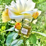 عطر ادکلن شانل نامبر نوزده پرفیوم شانل - Chanel No 19 Parfum Chanel - بررسی، قیمت و خرید