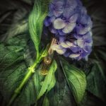 عطر ادکلن آیریس نازارنا ایدس دو وِنوسْتاس - Iris Nazarena Aedes de Venustas - بررسی، قیمت و خرید