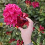 عطر ادکلن لومینوس او دو پرفیوم بس اند بادی ورکس - Luminous Eau de Parfum Bath & Body Works - بررسی، قیمت و خرید
