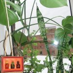 عطر ادکلن بالتایس ساپنیس زینه‌تارس - Baltais Sapnis Dzintars - بررسی، قیمت و خرید