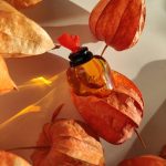 عطر ادکلن سه لَ وی کریستین لاکروآ - C'est La Vie Christian Lacroix - بررسی، قیمت و خرید