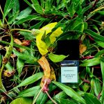 عطر ادکلن یلو رز اینسنس بوهوبوکو - Yellow Rose Incense Bohoboco - بررسی، قیمت و خرید