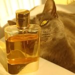 عطر ادکلن لاو کلوئه - Love Chloé - بررسی، قیمت و خرید