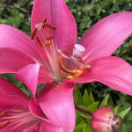 عطر ادکلن توسکانی پر دونا آرامیس - Tuscany Per Donna Aramis - بررسی، قیمت و خرید