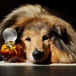 عطر ادکلن بیژن وی‌آی‌پی بیژن - Bijan VIP Bijan - بررسی، قیمت و خرید