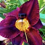 عطر ادکلن لی بیسر دو دراگون کارتیر - Le Baiser Du Dragon Cartier - بررسی، قیمت و خرید