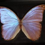عطر ادکلن باترفلای باد پرفیومز - Butterfly Bud Parfums - بررسی، قیمت و خرید