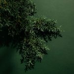 عطر ادکلن گرین سدار ابِل - Green Cedar Abel - بررسی، قیمت و خرید