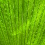 عطر ادکلن ورت کلندستین لابراتوریز - Vert Clandestine Laboratories - بررسی، قیمت و خرید