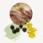 عطر ادکلن دوژو فور هیم آنیایک - Dojou For Him Annayake - بررسی، قیمت و خرید