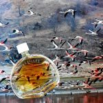 عطر ادکلن پرفیوم دز مروی اِرمِس - Parfum des Merveilles Hermès - بررسی، قیمت و خرید