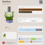 عطر ادکلن بامبو دمیتر فراگرنس - Bamboo Demeter Fragrance - بررسی، قیمت و خرید