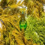 عطر ادکلن فلور دو کاباتین گرس - Fleur de Cabotine Grès - بررسی، قیمت و خرید