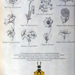عطر ادکلن چنت داروم گرلن - Chant d'Aromes Extrait de Parfum Guerlain - بررسی، قیمت و خرید