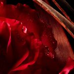 عطر ادکلن روژ بونهور گرلن - Rouge Bonheur Guerlain - بررسی، قیمت و خرید