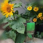 عطر ادکلن گرین تی سامر الیزابت آردن - Green Tea Summer Elizabeth Arden - بررسی، قیمت و خرید