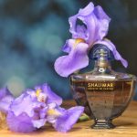 عطر ادکلن شالیمار سوفله دو پارفوم گرلن - Shalimar Souffle de Parfum Guerlain - بررسی، قیمت و خرید
